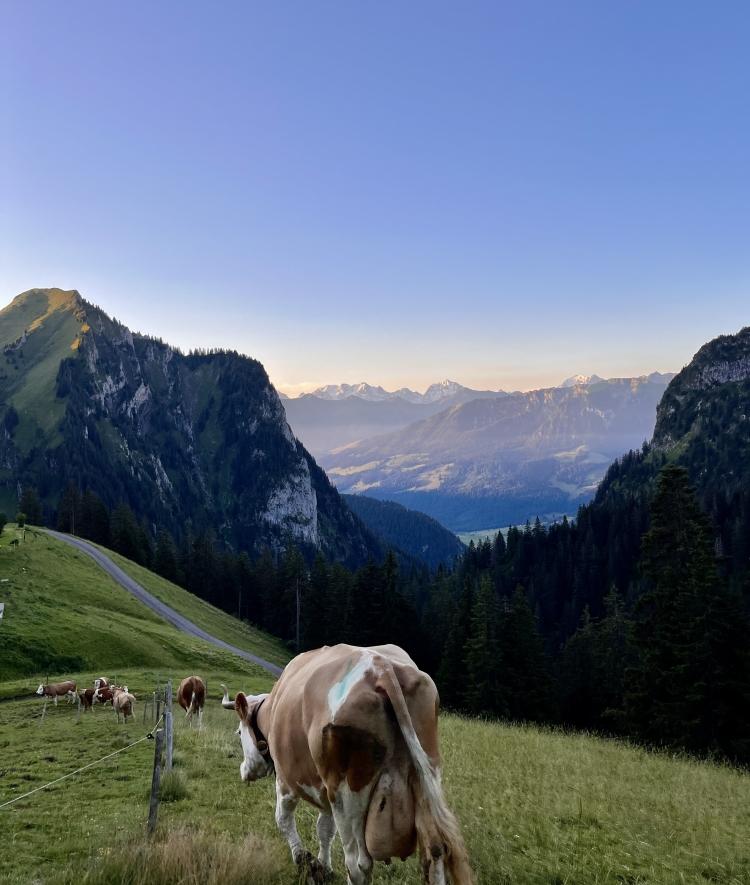 cows along a mountain ridge