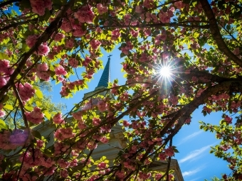 Lingle Chapel Through Flowers