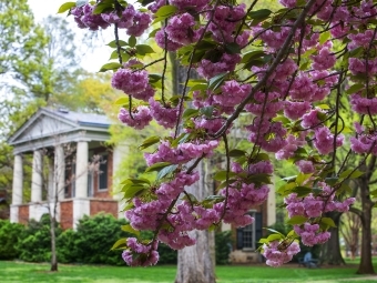 Spring blossoms on campus