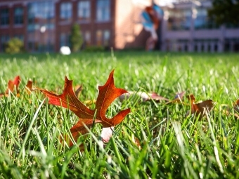 Fall Leaves on Campus