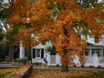 Tree has Orange Leaves and Student Walks by in Mask