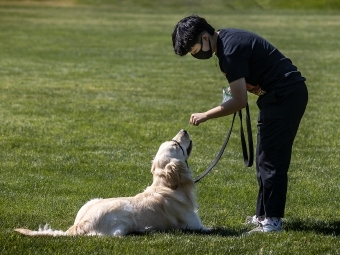 Dog and Student in Mask Hanging Out