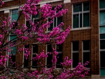 Campus Scene bright tree buds in front of building