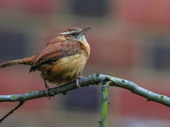 Carolina Wren on a tree bark