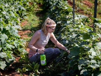 Student harvesting