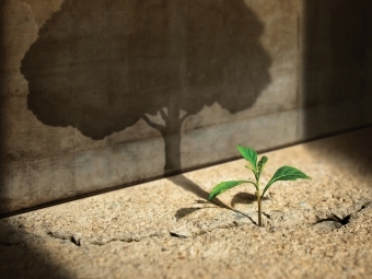 Photo concept of sapling casting shadow of full-grown tree