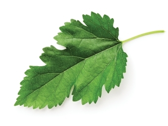 photo of a leaf