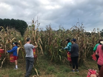 a group of people harvest corn on a cloudy day