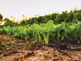 Spinach growing in the ground