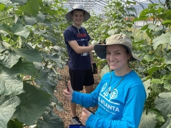 Students harvesting cucumbers on college farm