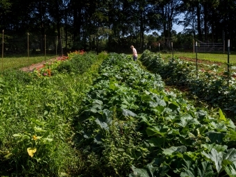 Rows of cucumbers and flowers at the farm