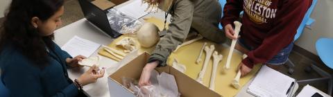 Anthropology Students Measuring Bones